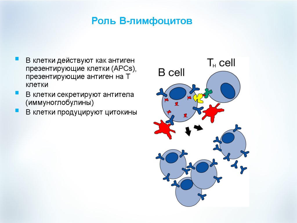 Роль В-лимфоцитов B клетки действуют как антиген презентирующие клетки (APCs), презентирующие антиген на Т